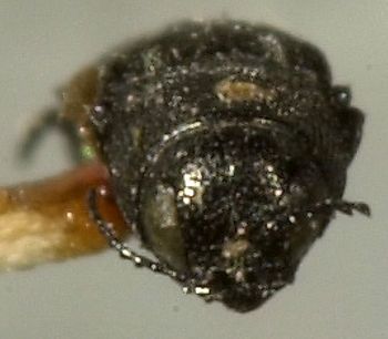 Media type: image;   Entomology 33825 Aspect: head frontal view
